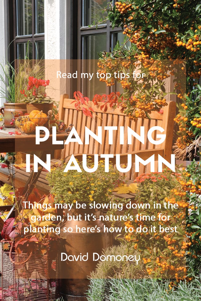 planting in autumn feature