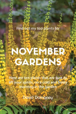 top 10 plants for november gardens feature