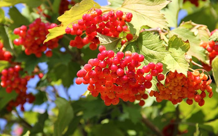 Viburnum opulus guelder rose, shrubs for wildlife shelter