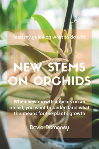 new stems on orchids feature