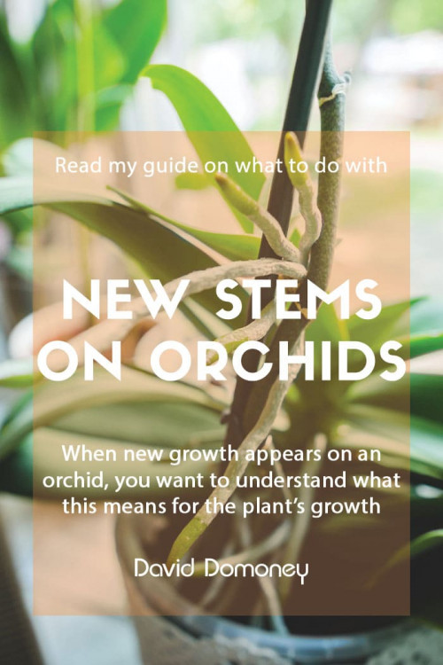 sphagnum moss growing? - Orchid Board - Most Complete Orchid Forum