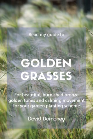 golden grasses in the garden feature