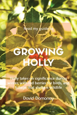 guide to growing holly feature