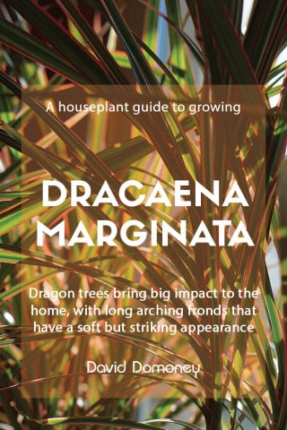 Dracaena marginata