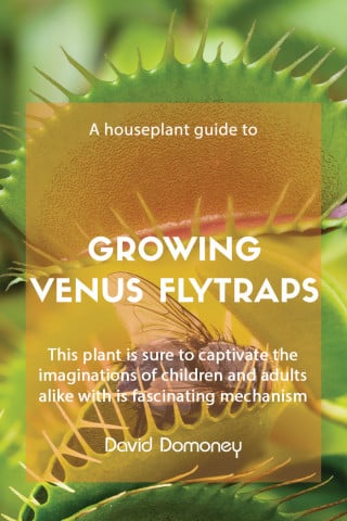 a houseplant guide to growing venus flytraps