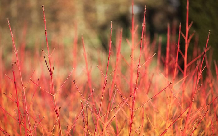 Cornus sanguinea dogwood 'midwinter fire'