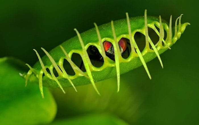 venus flytrap eating a fly