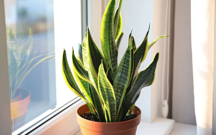 Dracaena trifasciata snake plant