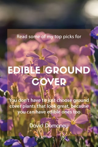 edible plants for ground cover