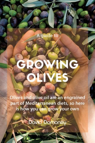 growing olive trees and making olive oil feature