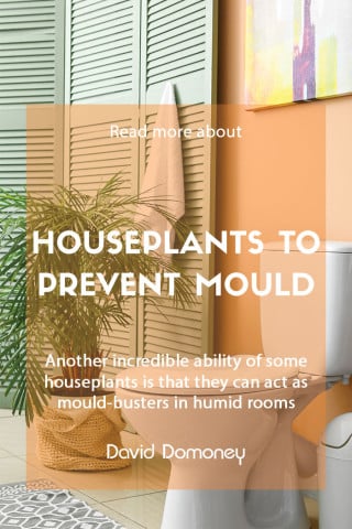 houseplants that prevent mould feature