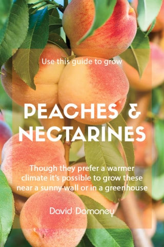 how to grow peaches and nectarines feature