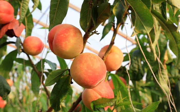 nectarines growing in greenhouse