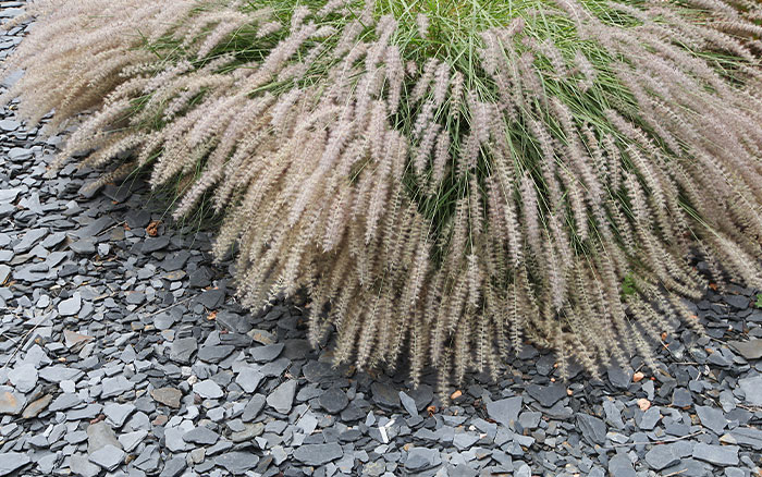 Pennisetum alopecuroides chinese fountain grass