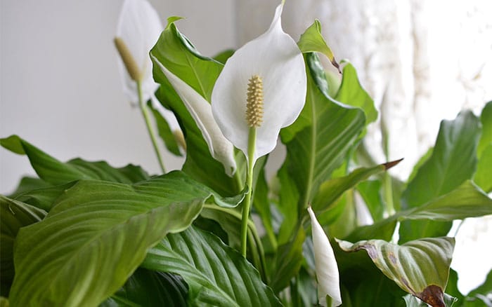 Peace lily for preventing mould