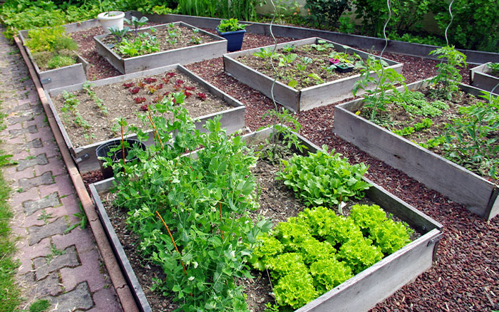 raised beds square foot gardening