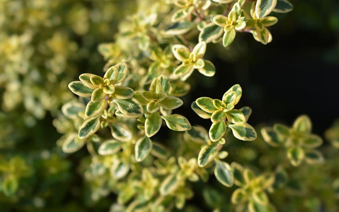 Thymus citriodorus Lemon Thyme