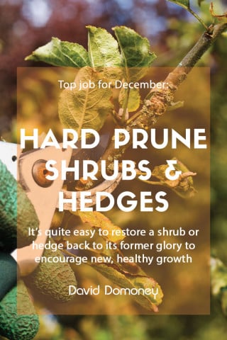 hard prune overgrown shrubs hedges feature