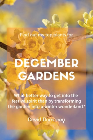 Top 10 plants for december gardens 2022