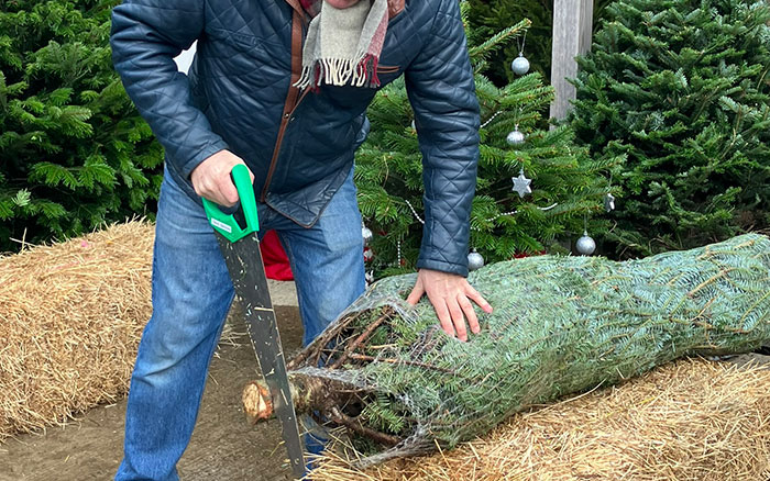 cutting tree stump