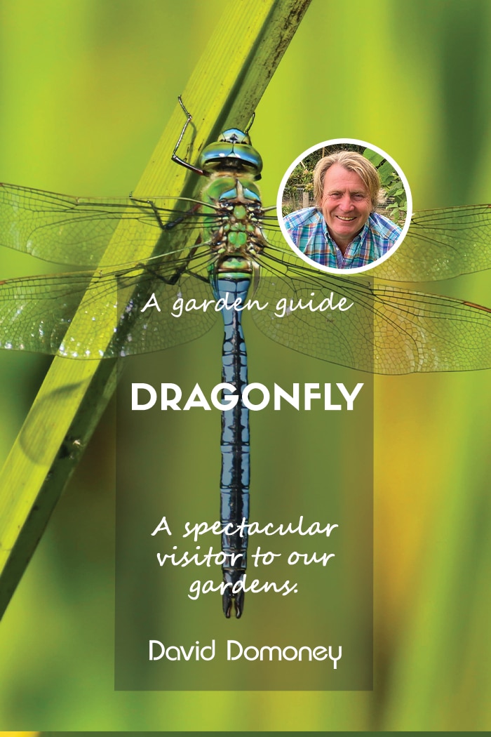 garden guide to dragonfly and damselflies