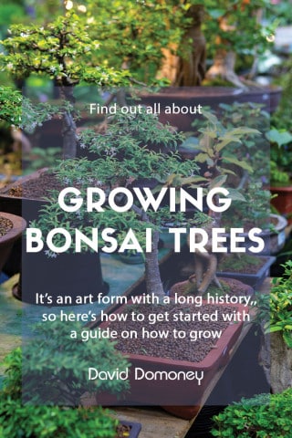 A guide to growing bonsai trees feature