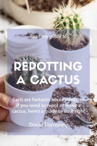 how to repot a cactus feature