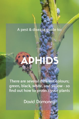 Aphids