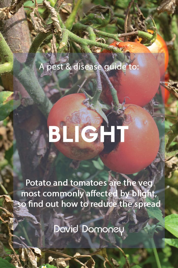 A pest and disease guide to blight