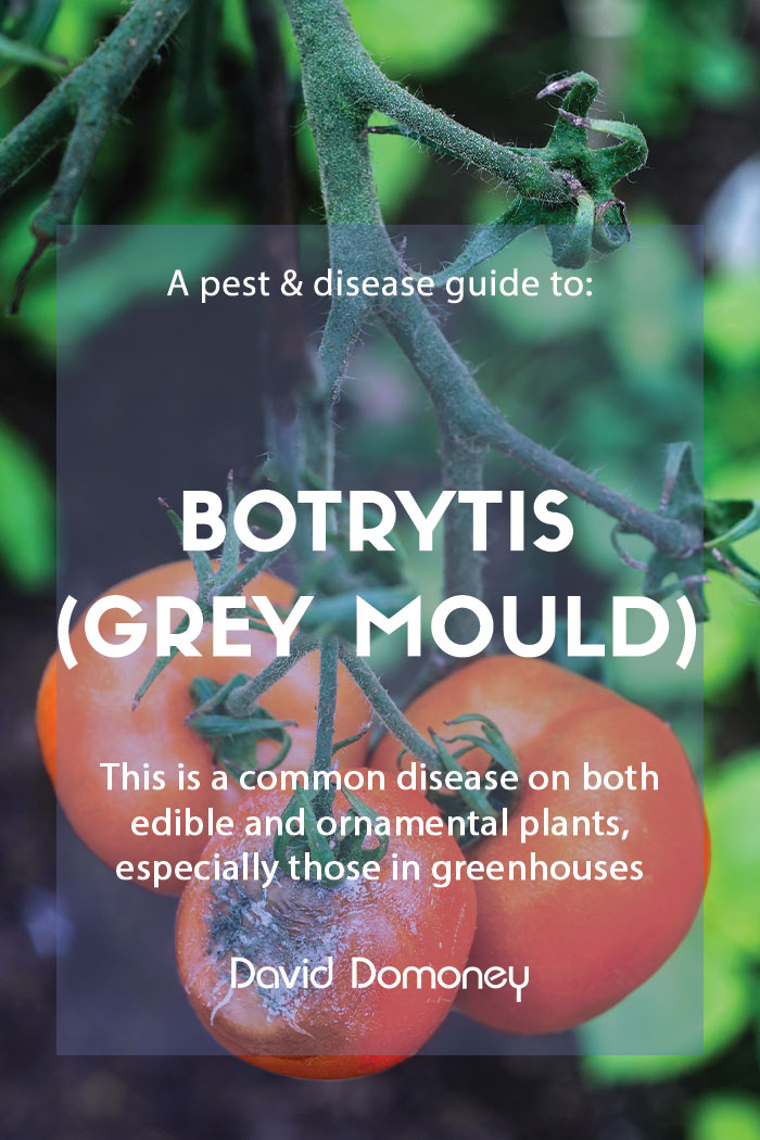 grey mould feature