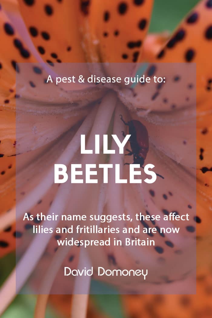 A pest & disease guide to lily beetles