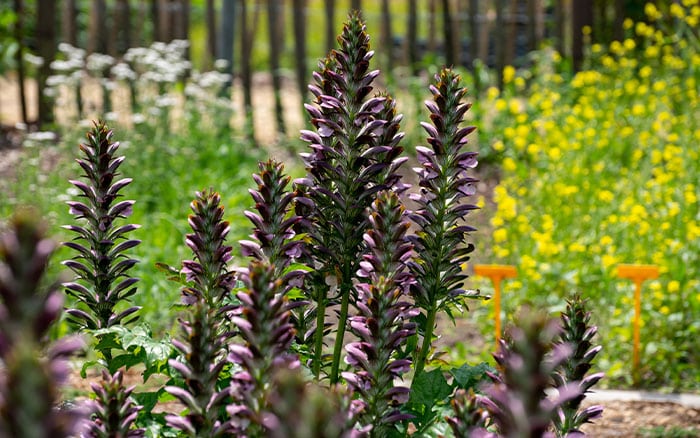 Acanthus bear's breeches