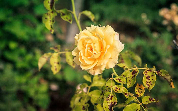 black spot on yellow rose