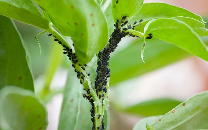 Black fly on broad beans