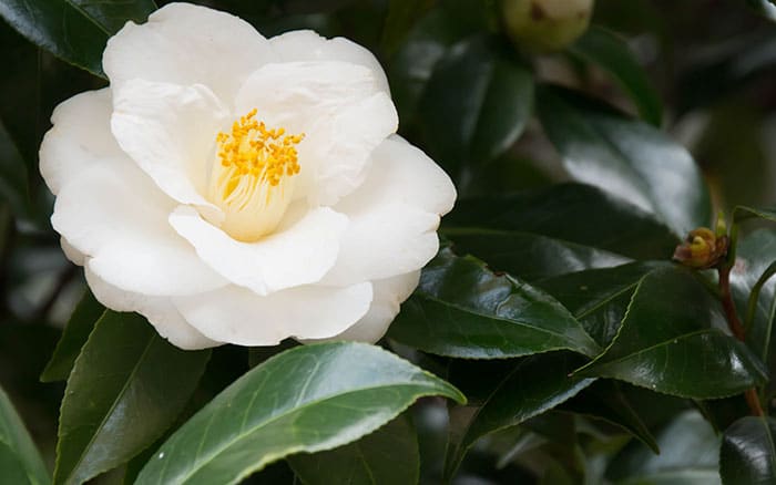 Camellia japonica (Camellia)