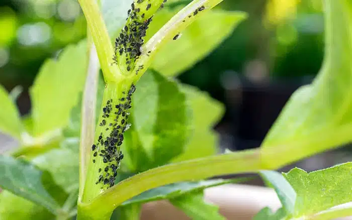 A pest & disease guide to: Aphids - David Domoney
