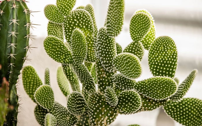 Opuntia-microdasys-(bunny-ears-cactus)