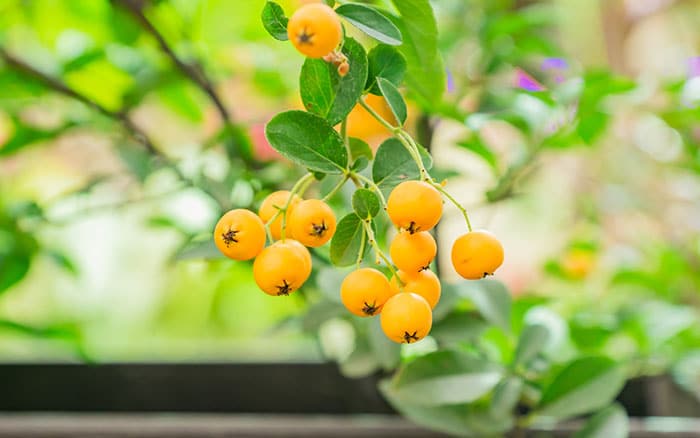 Pyracantha rogersiana yellow asian firethorn 'flava'