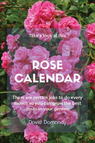 Rose calendar to grow the best roses feature