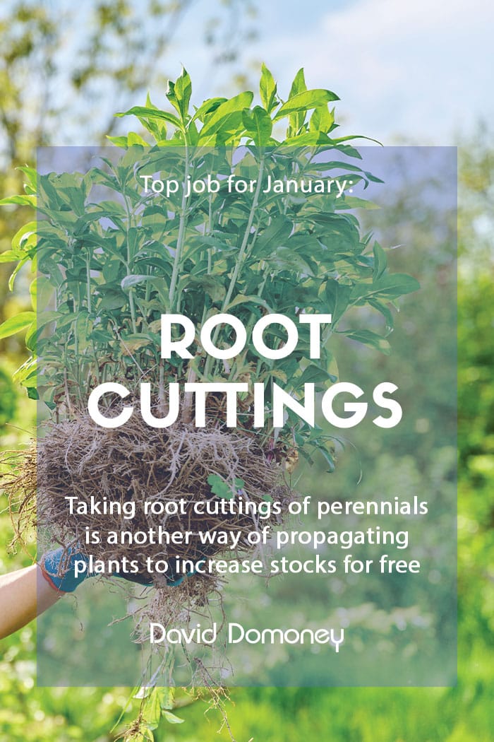 How to take root cuttings of perennials top job january 2023 feature