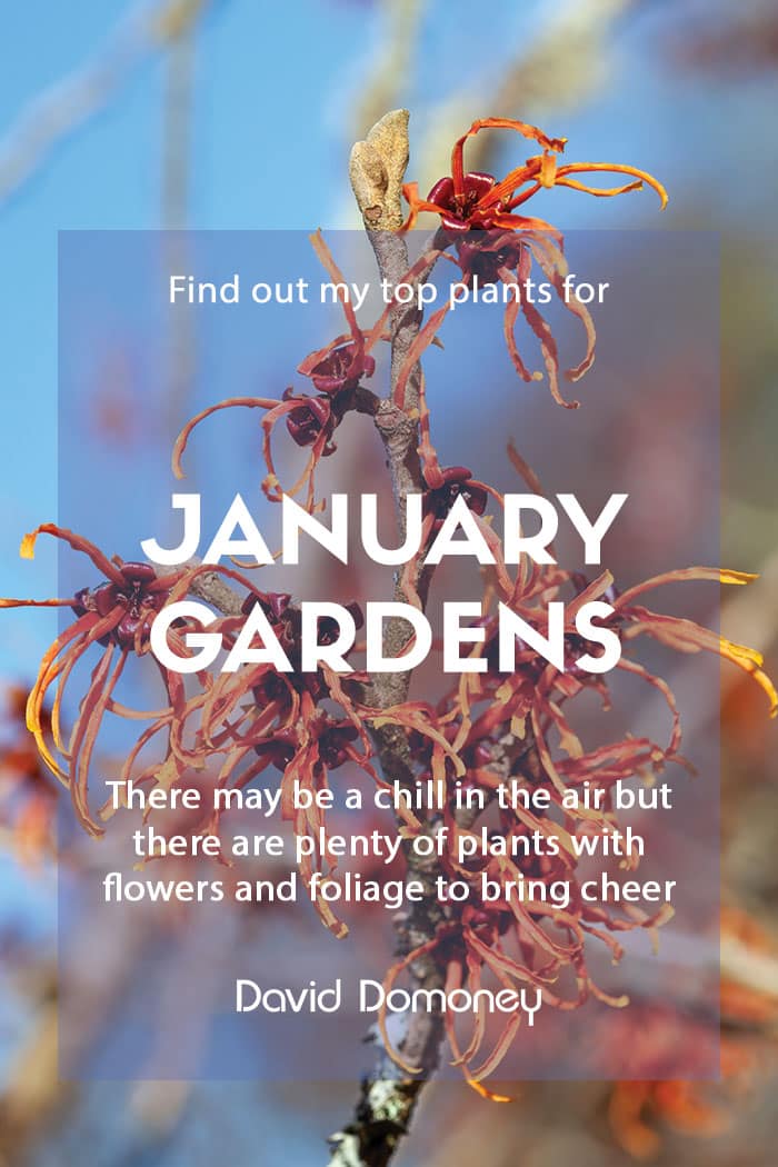 top 10 plants for january gardens feature 2023