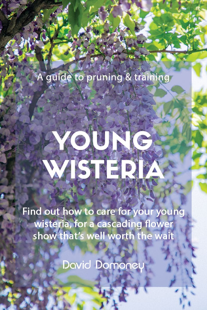 training young wisteria feature