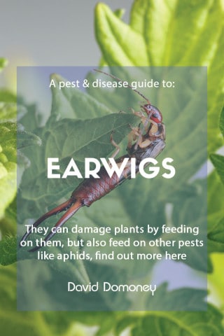 Earwigs