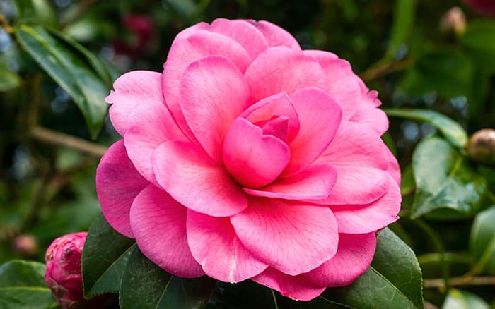 Camellia Water Lily flower