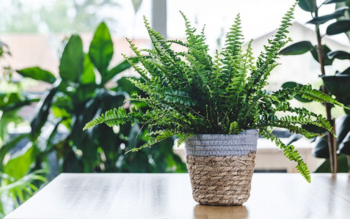 Boston or sword fern 'polystichum minitum'