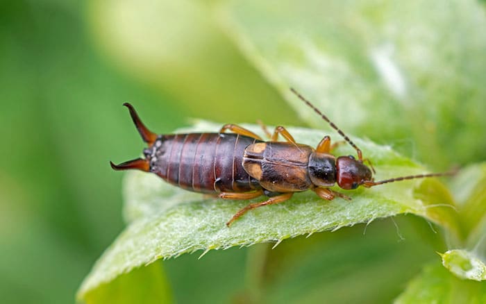 Earwig on a leaf