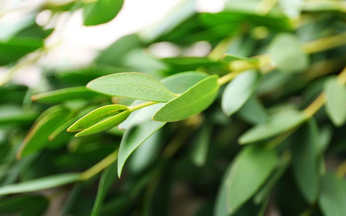 Eucalyptus parvula small-leaved gum deer resistant