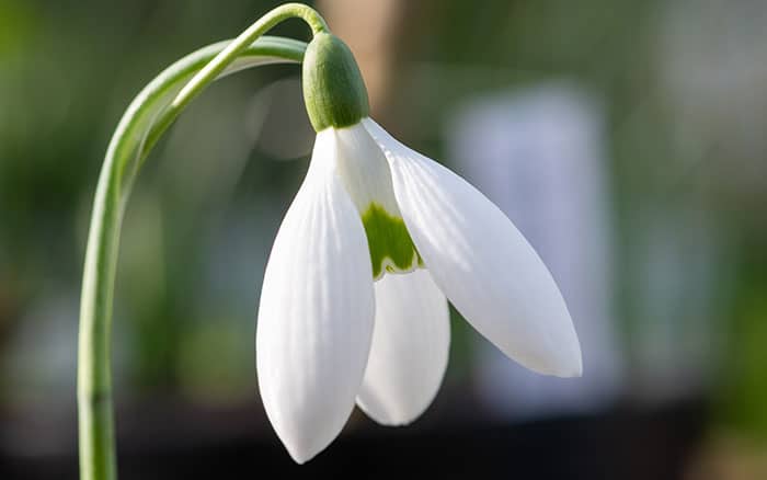 Galanthus elwesii snowdrop