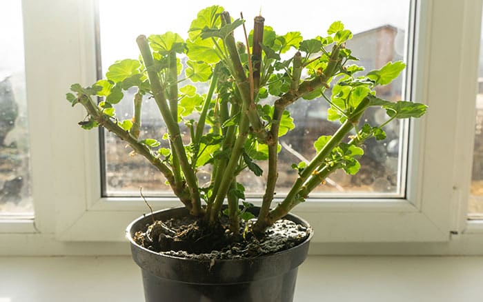 Geraniums on windowsill cut stems for overwintering