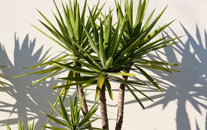 dracaena draco 'dragon tree'